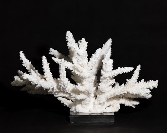 Branch Coral - Lucite Base