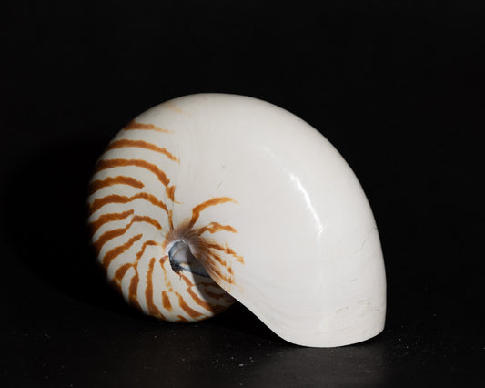 Chambered Nautilus(Pol)