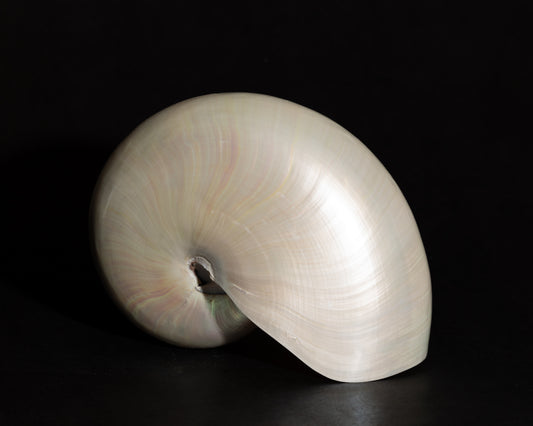 Chambered Nautilus- Mother of Pearl