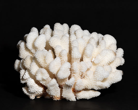 Cluster Coral