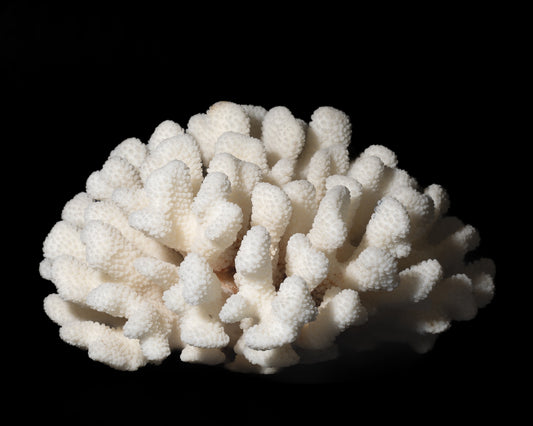 Brown Stem Cluster Coral