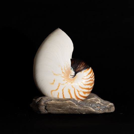 Chambered Nautilus (Pol) on Driftwood Stand