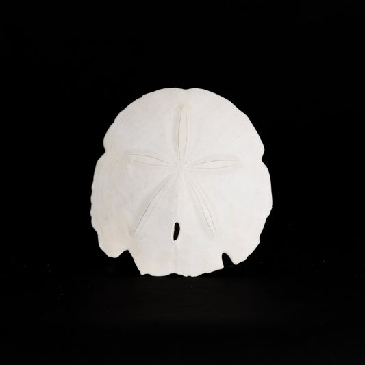 Arrowhead Sand Dollar