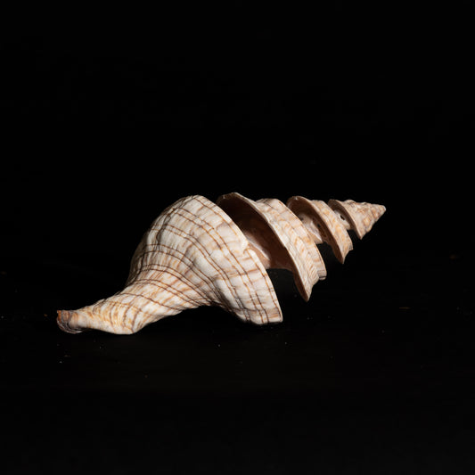 Mel's Seashells - Fox Shell - Spiral